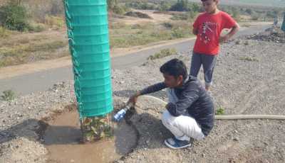 Tree Plantation